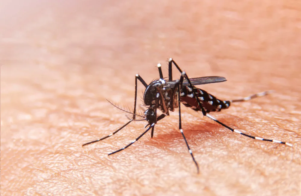 Phuket Dengue Fever